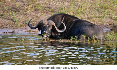 Closeup view of a big African buffalo (cape buffalo, syncerus caffer) with huge antlers enjoying aquatic plants at the shore of Chobe River, on boat safari, Chobe National Park, Botswana, Africa.