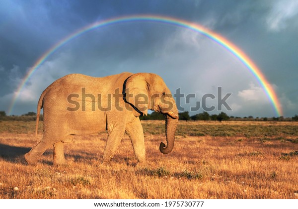 Closeup view of big African Elephant with rainbow on background in the Etosha National park, Namibia, Africa. Wildlife photography