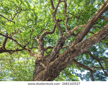 Close-up view of a big old tree with strong branches and fresh green leaves under bright sunlight.