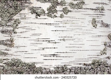 Closeup view of birch tree silver bark texture. Suitable for an abstract background. - Powered by Shutterstock