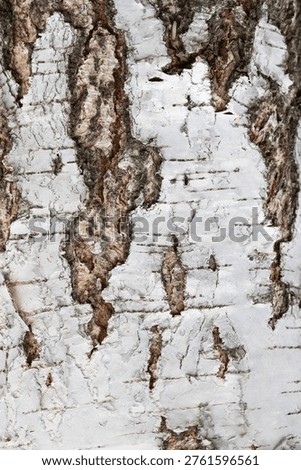 Close-up view of a birch tree trunk showcasing the detailed texture and characteristic white peeling bark.