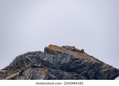 A close-up view of a bird's nest nestled among weathered rocks on a grey, overcast day, showcasing nature's camouflage and resilience in a coastal environment. - Powered by Shutterstock