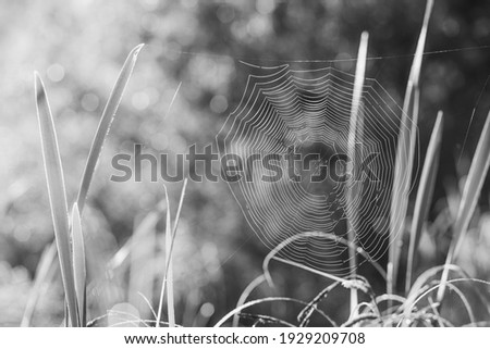 Similar – texture of the bark of a tree in nature close up