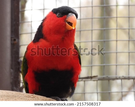Closeup view of The black-capped lory (Lorius lory) also known as western black-capped lory or the tricolored lory.