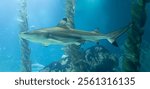 Close-up view of a Blacktip reef shark (Carcharhinus melanopterus)