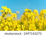 Close-Up View of Blooming Canola Flowers in Field Under Blue Sky