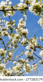 Close-up view of blooming cherry tree branches with clusters of small white flowers and green leaves under a clear blue sky