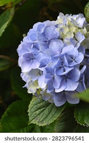 Close-up view of blooming hydrangeas with delicate blue and green petals with water drops