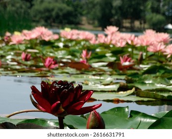A close-up view of a blooming red and pink water lily on still water, surrounded by other water lilies in various colors against a dark background, set within a lush aquatic environment