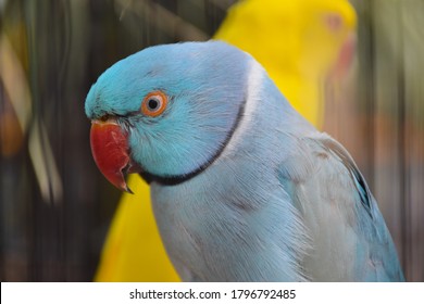 Closeup View Of Blue Alexandrine Parakeet (Psittacula Krameri, Family: Psittaculidae), Blue Parrot With A Red Beak