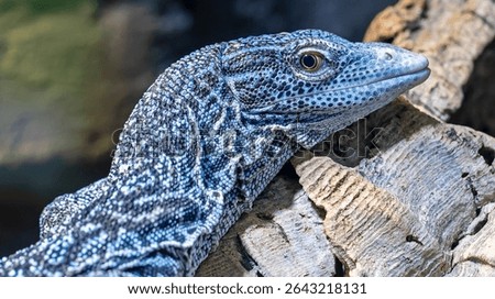 Close-up view of a Blue Speckled Tree Monitor (Varanus macraei)