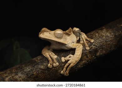 A close-up view of a Borneo file-eared frog (Polypedates otilophus) resting in its natural habitat. The textured “file-like” ridges near the ears and the elongated body are clearly visible, highlighti