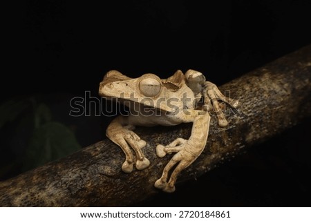 A close-up view of a Borneo file-eared frog (Polypedates otilophus) resting in its natural habitat. The textured “file-like” ridges near the ears and the elongated body are clearly visible, highlighti