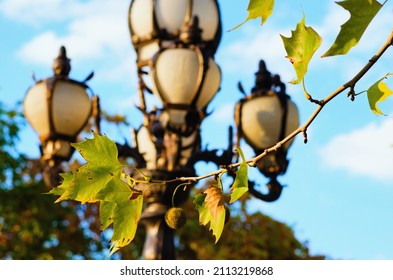 Close-up view branch of platan tree with one nut and green leaves. Blurred silhouette of street lantern against blue sky in the background. Romantic and peaceful scene.