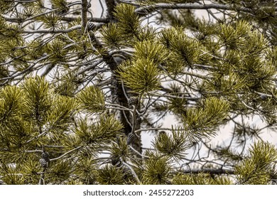 Closeup view of the branches of a pine tree, full of cones on a white background