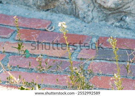 Close-up view of a brick gap with growing vegetation Urban architecture and natural growth interplay a