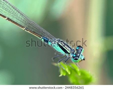 A close-up view of a bright blue damselfly perched on a green leaf