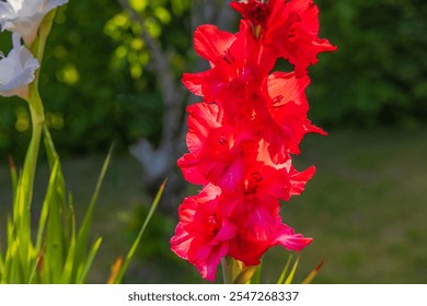 Close-up view of bright red gladiolus flowers blooming in garden, surrounded by blurred green background and sunlight. - Powered by Shutterstock