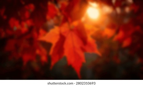 Close-up view of bright red maple leaves with the sun shining through, capturing the essence of autumns beauty.