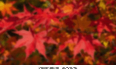 Close-up view of bright red maple leaves during the autumn season, showcasing the rich colors of fall.