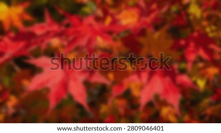 Close-up view of bright red maple leaves during the autumn season, showcasing the rich colors of fall.