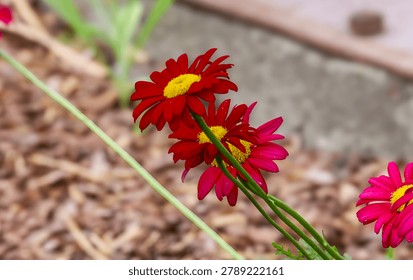 Close-up view of bright red pyrethrum flowers with yellow centers, showcasing delicate petals and green stems against a blurred garden setting