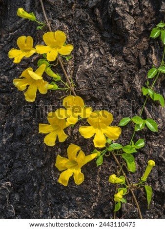 Closeup view of bright yellow flowers of dolichandra unguis-cati aka cat's claw creeper, funnel creeper or cat's claw trumpet growing on tree trunk in sunlight