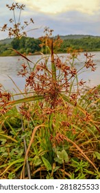 Close-up view of brown seed clusters of sedge plant, neatly arranged on the stem