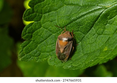 Close-up view of a brown shield bug resting on a green leaf in a natural setting during daylight.