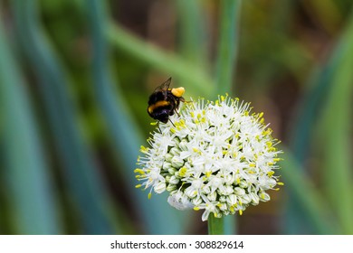 Close-up View Of Bumblebee Collecting Nectar From Blossoms Onion In The Garden