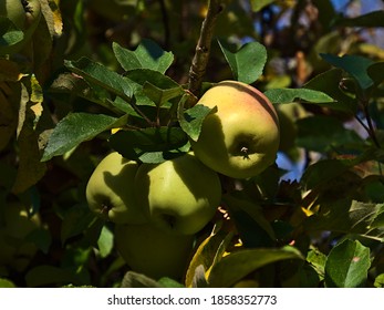 Closeup View Of A Bunch Of Ripe Green And Slightly Red Colored Apples In The Treetop Of An Apple Tree In An Orchard In Bad Teinach-Zavelstein, Black Forest, Germany In Autumn Season.