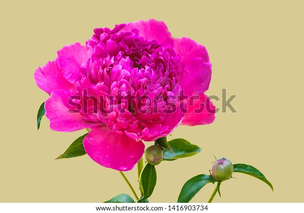 Closeup View Bunker Hill Peony Blossom Stock Photo Edit Now