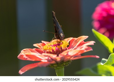close-up view of a butterfly sitting on a flower with closed wings with blurred background