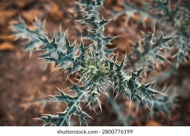 Close-up view of a cactus plant with sharp, spiky leaves and thorns.