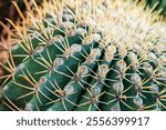 Close-up view of cactus with sharp yellow spines, natural patterns and background