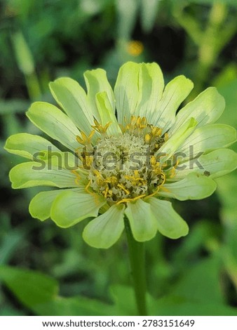 A close-up view captures a delicate, pale green zinnia flower with long petals and a slightly blurred background. The flower's intricate center is surrounded by the vibrant greenery of its stem and leaves.