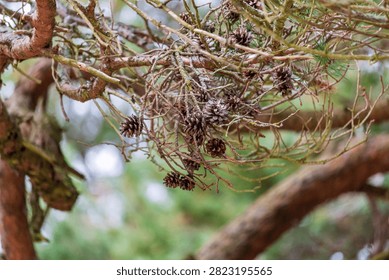 A close-up view captures dry pine branches laden with numerous small, dark pine cones. The background is softly blurred with shades of green and brown foliage - Formby, Merseyside, UK