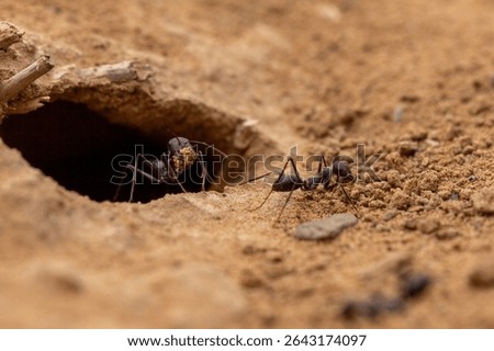 A close-up view captures several resilient desert ants bustling around the entrance of their intricate nest burrow in the dry, textured sand.