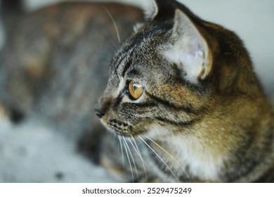 A close-up view of a cat's face, showcasing the intricate details of its fur and the intensity of its gaze. A moment of quiet contemplation. - Powered by Shutterstock