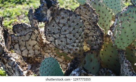 Closeup View Of Charred Cactus Pads Alongside New Green Growth At A California Park Undergoing Wildfire Recovery, An Example Of Natural Environmental Restoration.