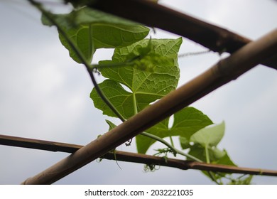 1,899 Chayote leaves Images, Stock Photos & Vectors | Shutterstock