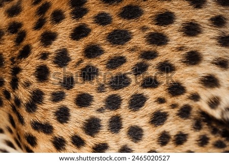 Close-up view of Cheetah skin pattern, showcasing its unique and intricate texture, perfect for nature, wildlife, and abstract background uses.
