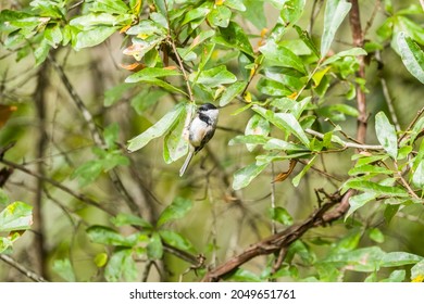 Closeup View Of A Chickadee Bird Holding On A Leaf Of A Water Oak Tree Surrounded By The Foliage On A Bright Sunny Day In Autumn