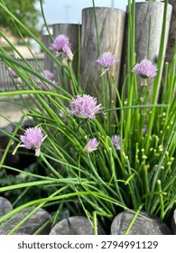 A close-up view of chives featuring delicate purple flowers and green stalks, set against a rustic wooden background.