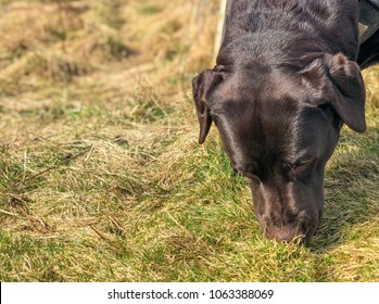 Closeup View Of A Chocolate Labrador Sniffing Grass With Copy Space