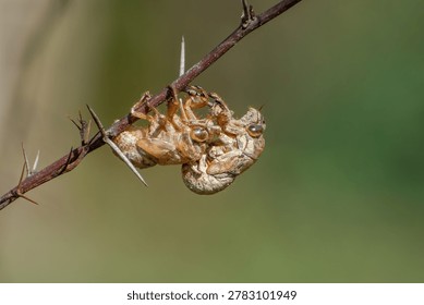 A close-up view of cicada shells, known scientifically as exuviae, reveals the intricate, translucent golden-brown exoskeletons left behind after a nymph molts into adulthood. Piyali Island, Sunderbans, West Bengal, India