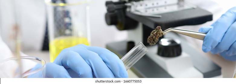 Close-up view of clinical workers hands putting dry cannabis with tweezer in glass tube. Flask with cannabinoid oil and leaf sign. Biology and lab research concept