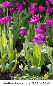 A close-up view of a cluster of deep purple tulips in full bloom, their petals catching the sunlight amidst a bed of verdant leaves and dark soil