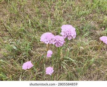 A close-up view of a cluster of delicate, light pink wildflowers blooming in a grassy meadow. The flowers, which strongly resemble sea thrift or a wild allium, feature distinctive globe-shaped heads composed of many small, tightly packed petals, sitting atop slender, smooth green stems. They stand out beautifully against a textured background of tangled wild grasses, which consist of a mix of vibrant green blades and dry, pale brown straw. Near the center of the frame, a small, striped flying insect—likely a hoverfly or a bee—is captured mid-flight, hovering just above the largest cluster of pink blooms. The natural, evenly diffused daytime lighting softly illuminates the delicate petals and the surrounding untamed vegetation, capturing a quiet, dynamic moment of pollination within a wild, natural ecosystem.