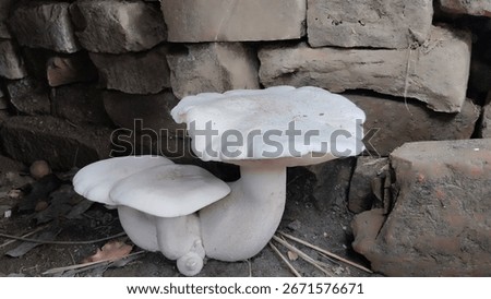 A close-up view of a cluster of large, white oyster mushrooms growing near an old brick wall. 